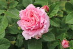 Kletterrose 'Bienvenue' - Rosa 'Bienvenue'