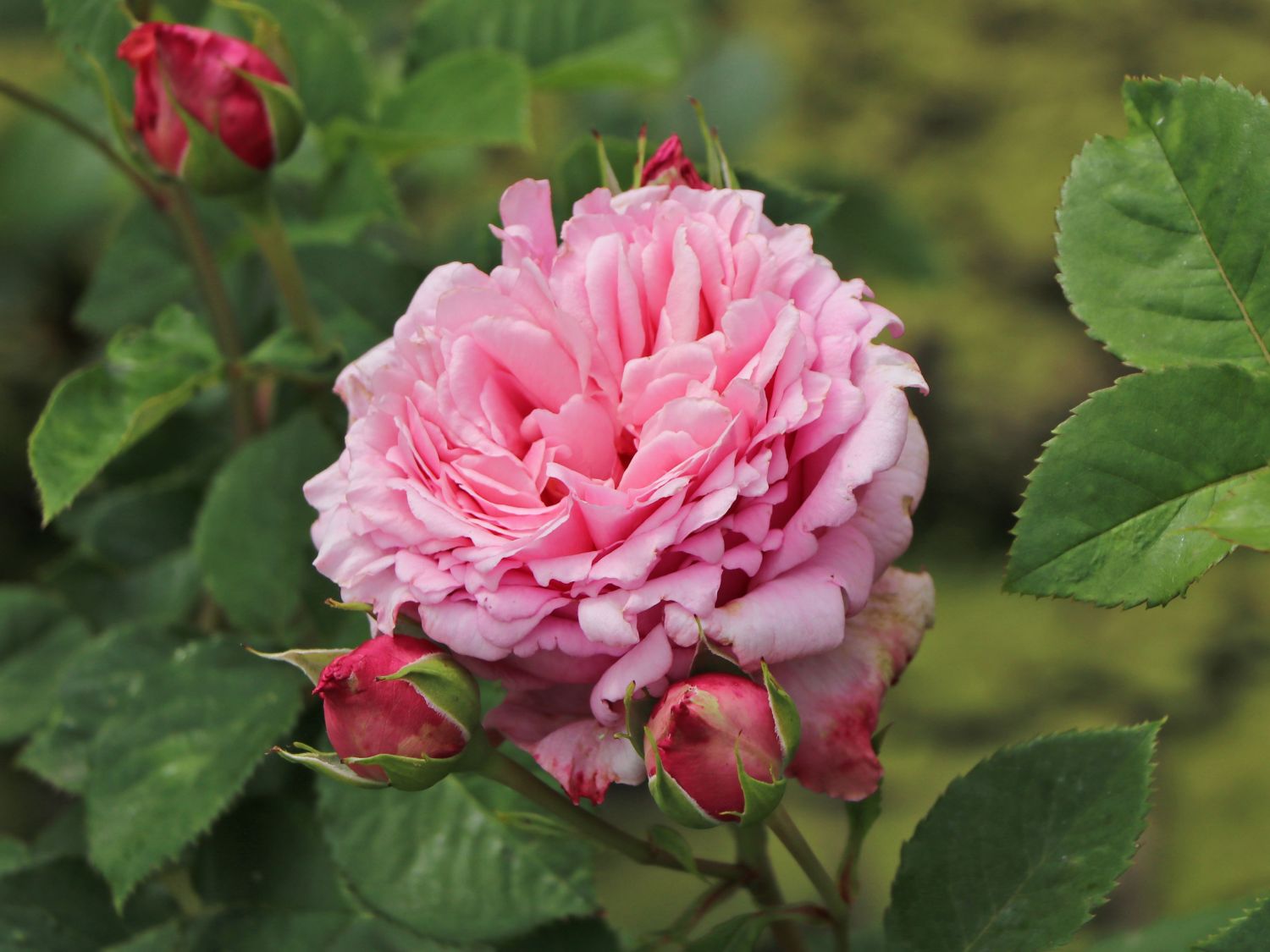 Kletterrose 'Bienvenue' - Rosa 'Bienvenue'