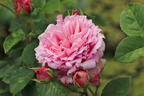Kletterrose 'Bienvenue' - Rosa 'Bienvenue'