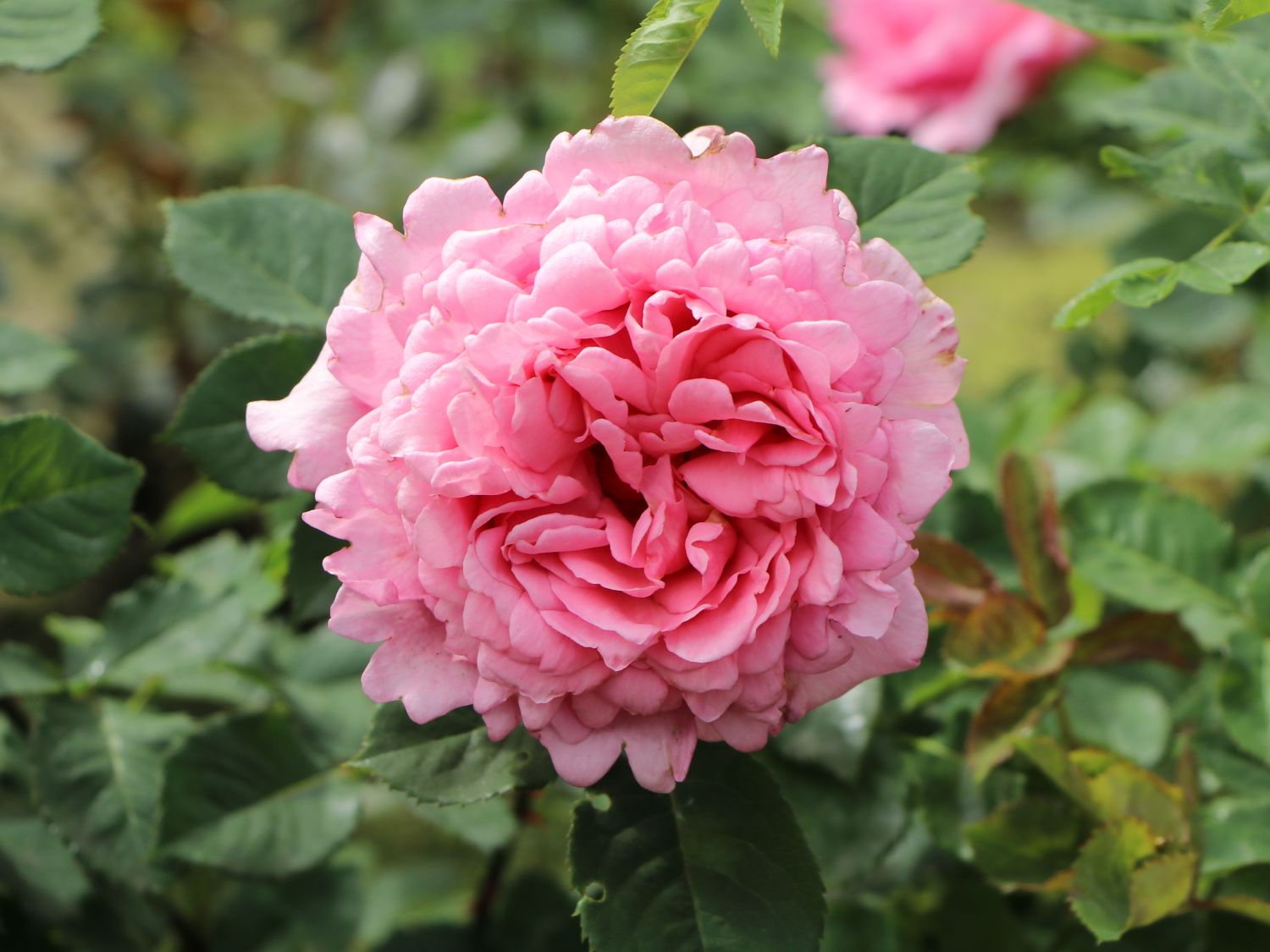 Kletterrose 'Bienvenue' - Rosa 'Bienvenue'