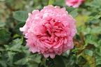 Kletterrose 'Bienvenue' - Rosa 'Bienvenue'