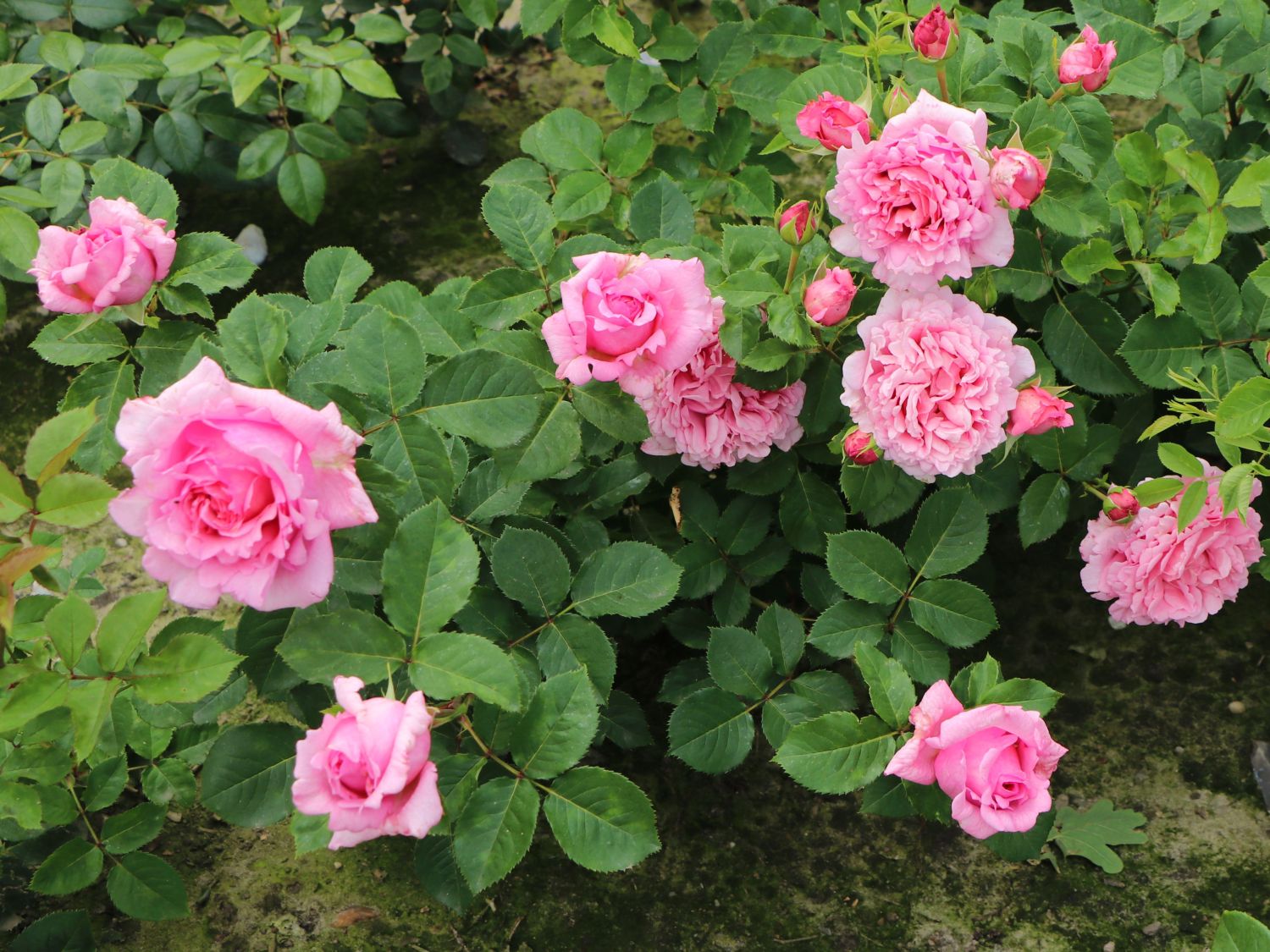 Kletterrose 'Bienvenue' - Rosa 'Bienvenue'