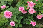Kletterrose 'Bienvenue' - Rosa 'Bienvenue'