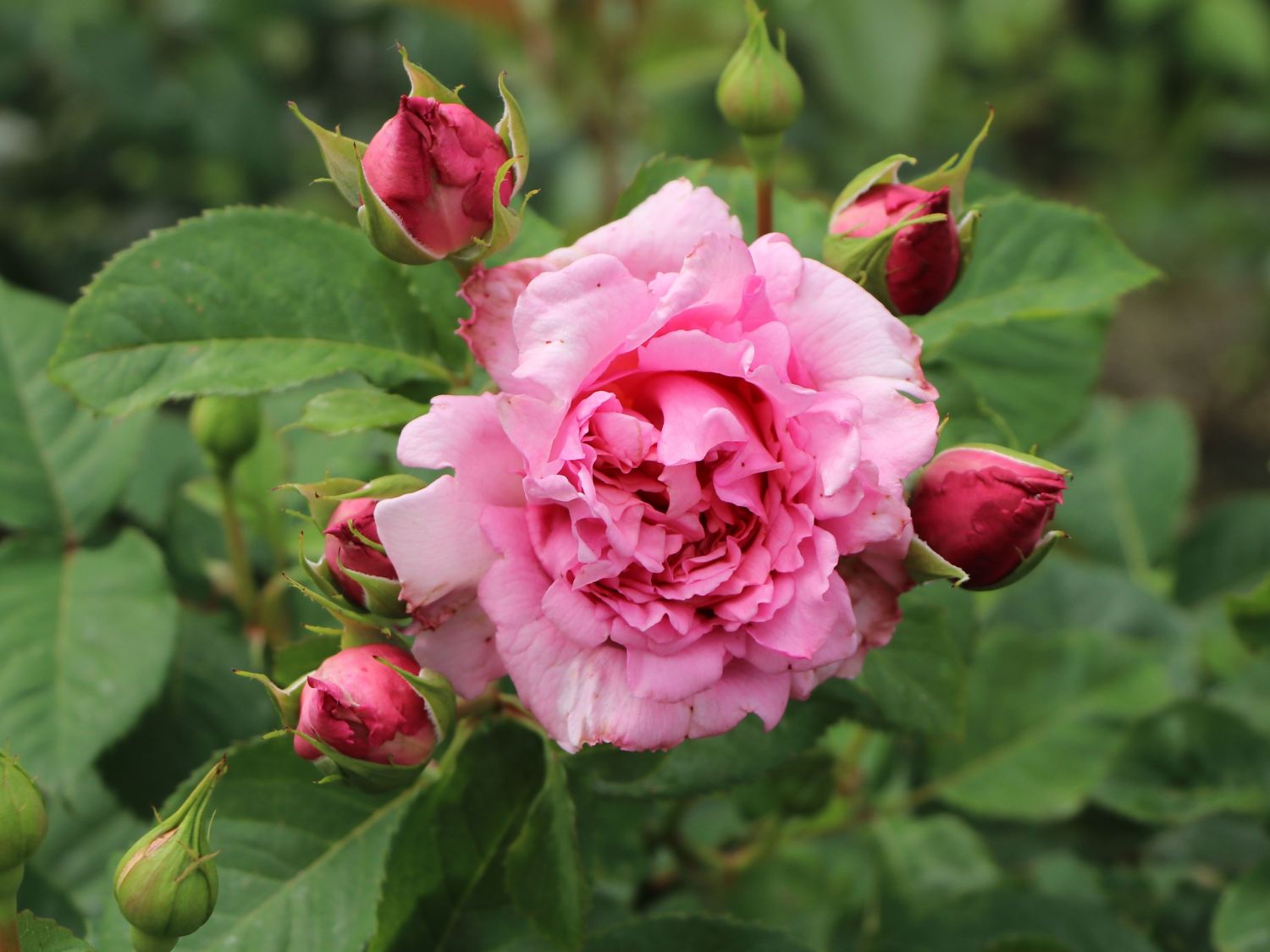 Kletterrose 'Bienvenue' - Rosa 'Bienvenue'