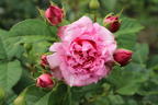 Kletterrose 'Bienvenue' - Rosa 'Bienvenue'