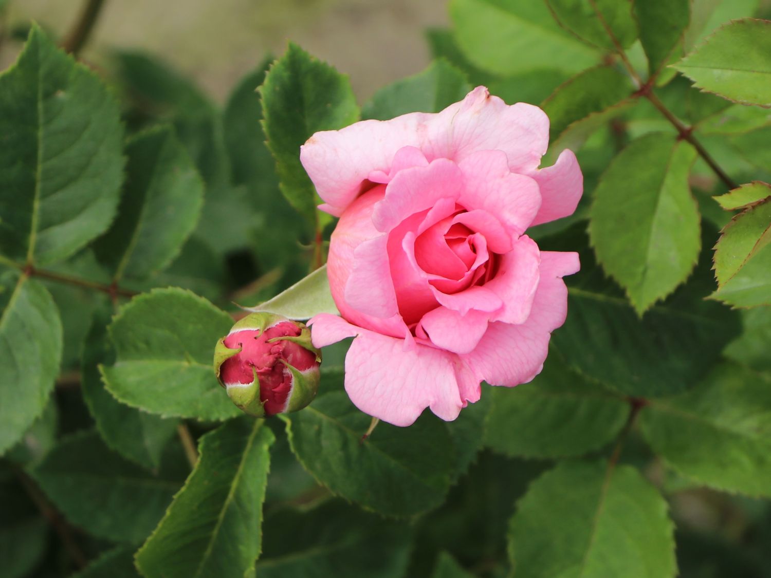 Kletterrose 'Bienvenue' - Rosa 'Bienvenue'