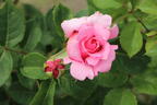 Kletterrose 'Bienvenue' - Rosa 'Bienvenue'