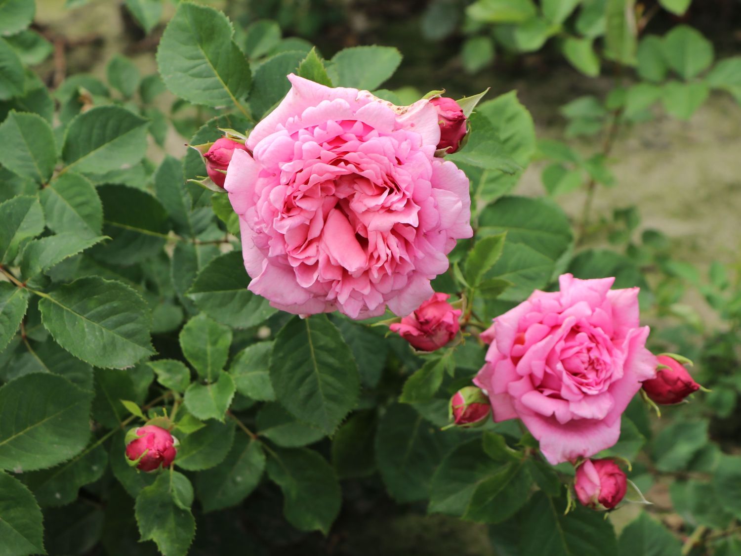 Kletterrose 'Bienvenue' - Rosa 'Bienvenue'