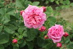 Kletterrose 'Bienvenue' - Rosa 'Bienvenue'