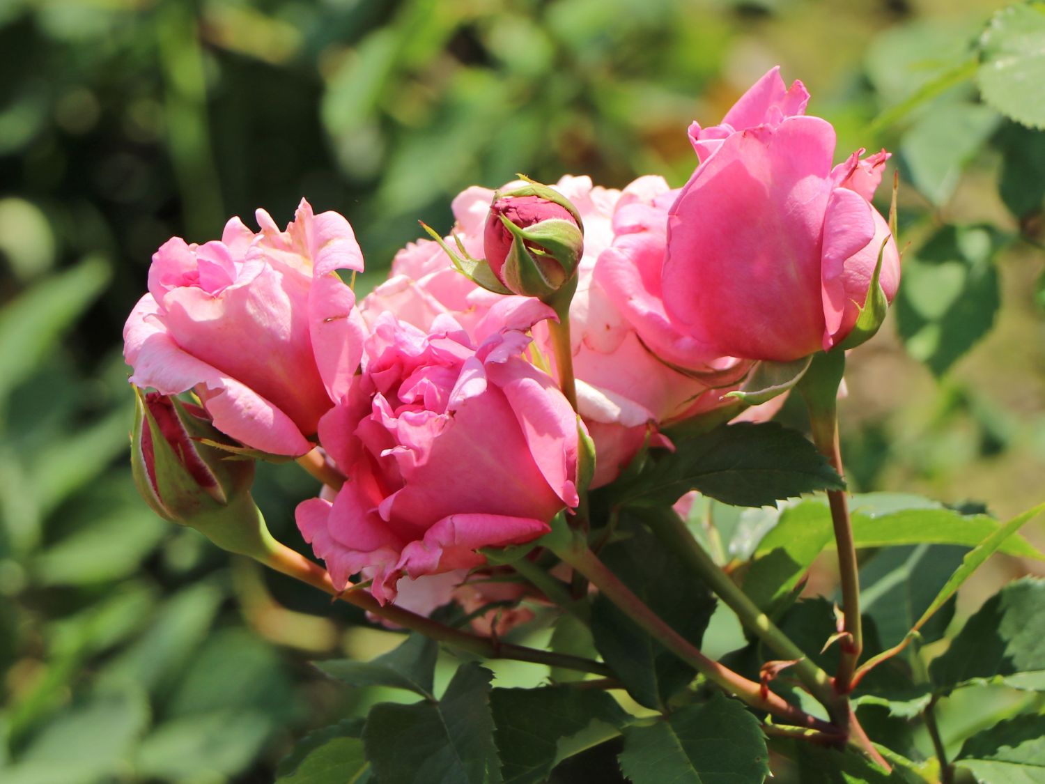 Kletterrose 'Bienvenue' - Rosa 'Bienvenue'