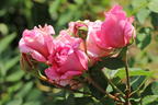 Kletterrose 'Bienvenue' - Rosa 'Bienvenue'