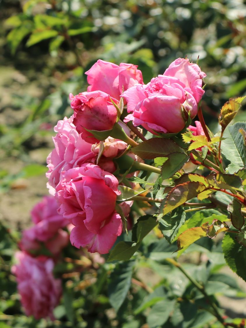 Kletterrose 'Bienvenue' - Rosa 'Bienvenue'