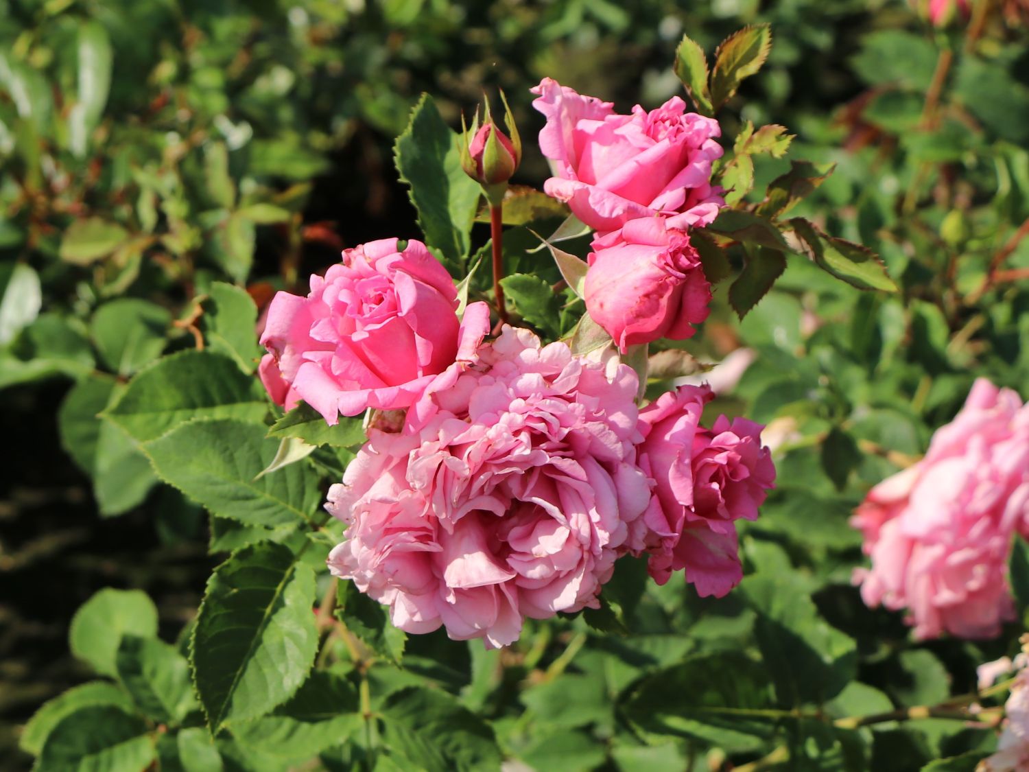 Kletterrose 'Bienvenue' - Rosa 'Bienvenue'