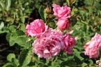 Kletterrose 'Bienvenue' - Rosa 'Bienvenue'