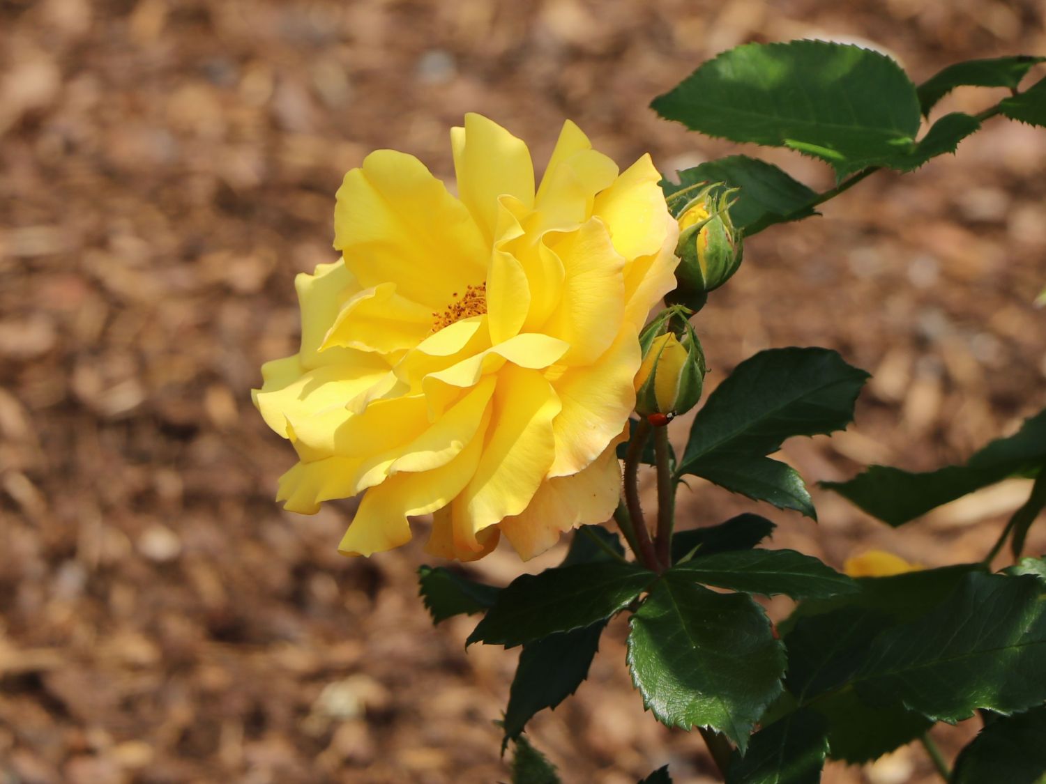 Kletterrose 'Climbing Goldmarie' ®