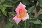 Kletterrose 'Compassion' ® - Rosa 'Compassion' ®