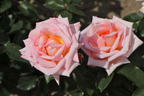 Kletterrose 'Compassion' ® - Rosa 'Compassion' ®