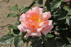 Kletterrose 'Compassion' ® - Rosa 'Compassion' ®