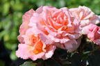 Kletterrose 'Compassion' ® - Rosa 'Compassion' ®