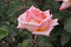Kletterrose 'Compassion' ® - Rosa 'Compassion' ®