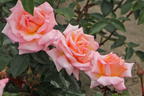 Kletterrose 'Compassion' ® - Rosa 'Compassion' ®