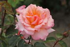 Kletterrose 'Compassion' ® - Rosa 'Compassion' ®