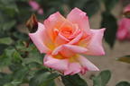 Kletterrose 'Compassion' ® - Rosa 'Compassion' ®