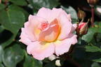 Kletterrose 'Compassion' ® - Rosa 'Compassion' ®