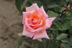 Kletterrose 'Compassion' ® - Rosa 'Compassion' ®