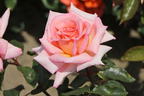 Kletterrose 'Compassion' ® - Rosa 'Compassion' ®