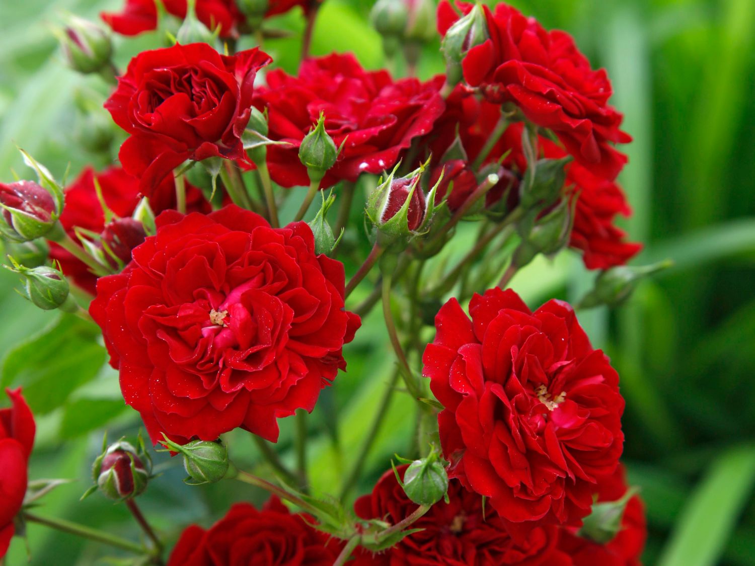 Kletterrose 'Crimson Siluetta ®'