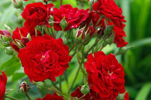 Kletterrose 'Crimson Siluetta ®' - Rosa 'Crimson Siluetta ®'