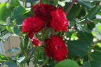Kletterrose 'Crimson Siluetta ®' - Rosa 'Crimson Siluetta ®'