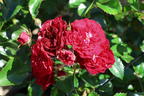 Kletterrose 'Crimson Siluetta ®' - Rosa 'Crimson Siluetta ®'