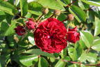 Kletterrose 'Crimson Siluetta ®' - Rosa 'Crimson Siluetta ®'