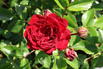 Kletterrose 'Crimson Siluetta ®' - Rosa 'Crimson Siluetta ®'