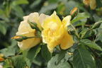 Kletterrose 'Golden Gate' ® - Rosa 'Golden Gate' ® ADR-Rose