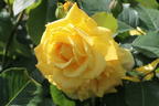 Kletterrose 'Golden Gate' ® - Rosa 'Golden Gate' ® ADR-Rose