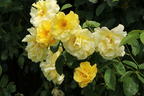 Kletterrose 'Golden Gate' ® - Rosa 'Golden Gate' ® ADR-Rose