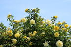 Kletterrose 'Golden Gate' ® - Rosa 'Golden Gate' ® ADR-Rose