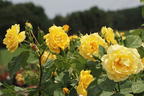 Kletterrose 'Golden Gate' ® - Rosa 'Golden Gate' ® ADR-Rose