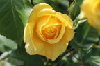 Kletterrose 'Golden Gate' ® - Rosa 'Golden Gate' ® ADR-Rose
