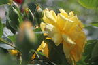 Kletterrose 'Golden Gate' ® - Rosa 'Golden Gate' ® ADR-Rose