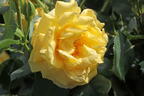Kletterrose 'Golden Gate' ® - Rosa 'Golden Gate' ® ADR-Rose