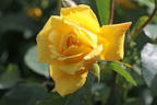 Kletterrose 'Golden Gate' ® - Rosa 'Golden Gate' ® ADR-Rose