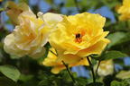 Kletterrose 'Golden Gate' ® - Rosa 'Golden Gate' ® ADR-Rose