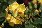 Kletterrose 'Golden Gate' ® - Rosa 'Golden Gate' ® ADR-Rose