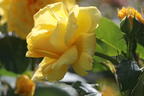 Kletterrose 'Golden Gate' ® - Rosa 'Golden Gate' ® ADR-Rose