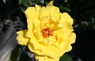 Kletterrose 'Golden Showers' ®