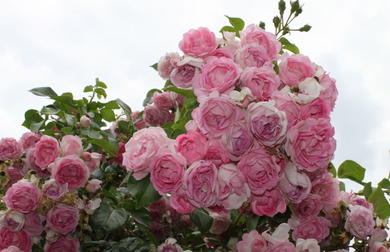 Rosa Rosen Zarter Charme F r Romantische G rten rosa-rosen-zarter-charme-f-r-romantische-g-rten
